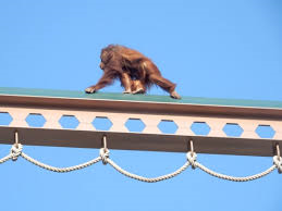 High Bridge for Orangutans
