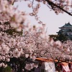 Castle over cherry blossoms