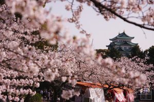 Castle over cherry blossoms