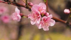 Beautiful Cherry Blossom